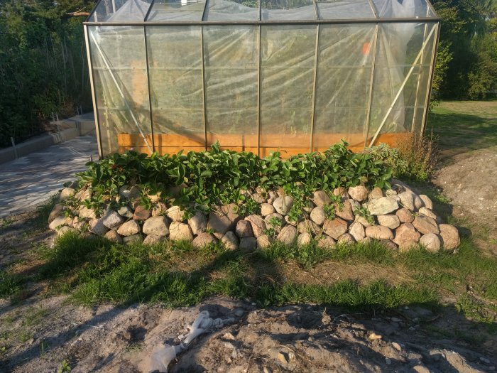 Jordgubbssticklingar framför ett växthus omgivet av stenar i soligt väder.