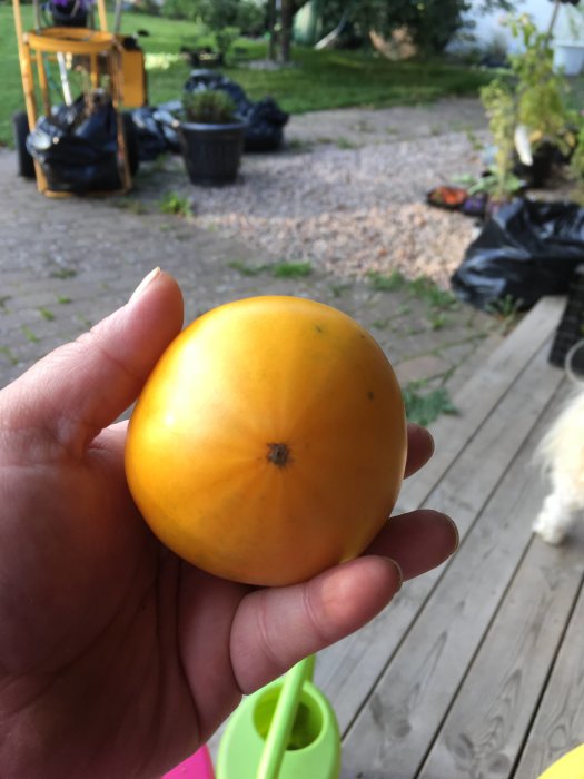 Hand håller en mogen gul bifftomat framför en otydlig trädgårdsbakgrund.