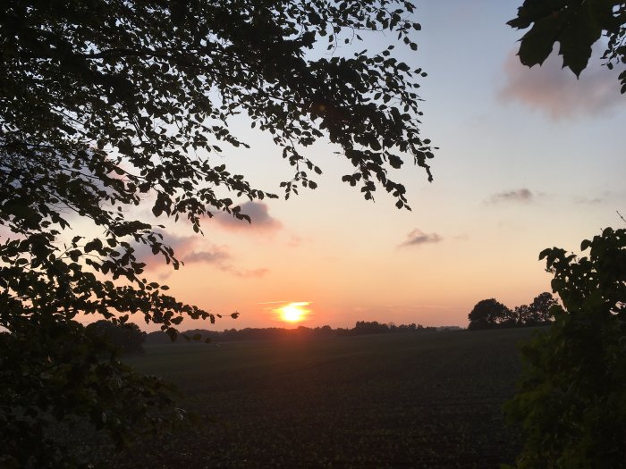 Solnedgång med rosa himmel synlig genom lövverk ovanför ett jordbruksfält.