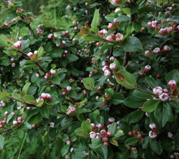 Häckoxbär med gröna blad och öppnande vita blommor.