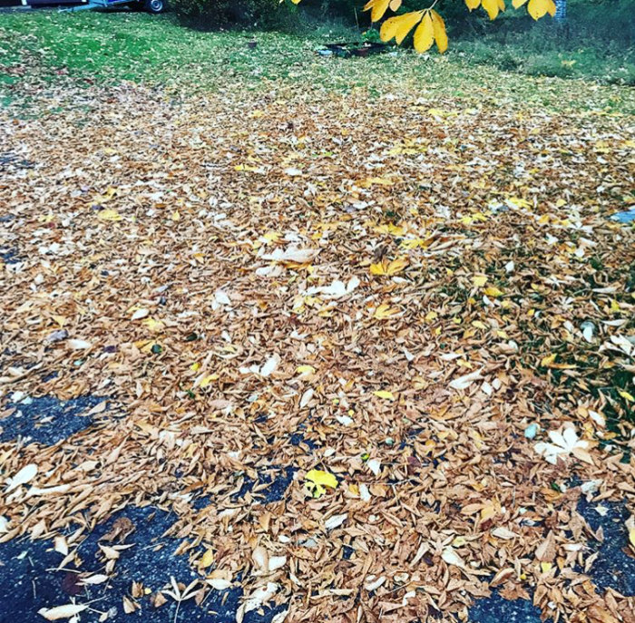 Täckt av lövfall, en gräsmatta under hösten visar gula och bruna löv med träd i bakgrunden.