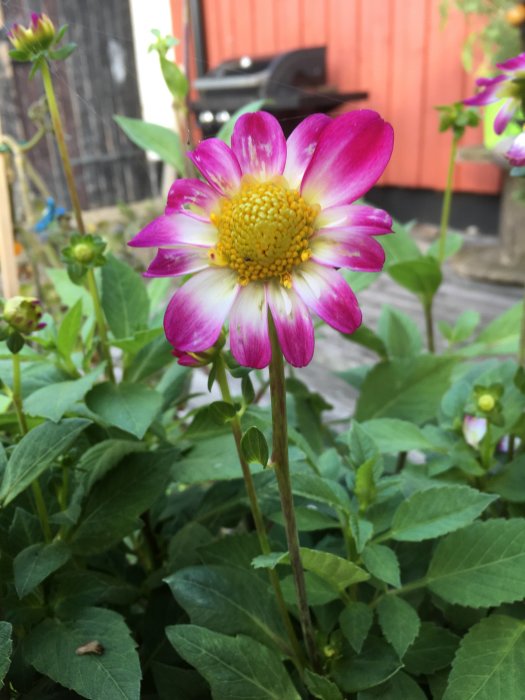 Utslagen dahlia med rosa och vita kronblad och gul mitt, omgiven av gröna blad, i en trädgårdsmiljö.