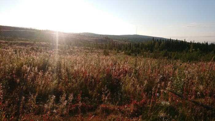 Solnedgång över ett viltfält med högt gräs och skog i bakgrunden.