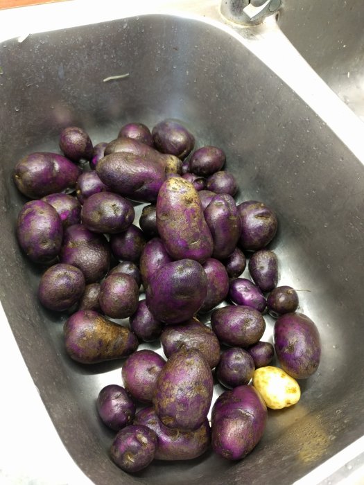 Lila potatisar av sorten 'Salad Blue', några med skorv, i en handfat.