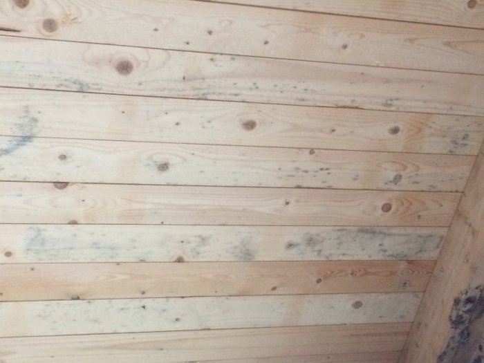 Trä undertak med genomgående gröna mögelfläckar i ett renoverat garage