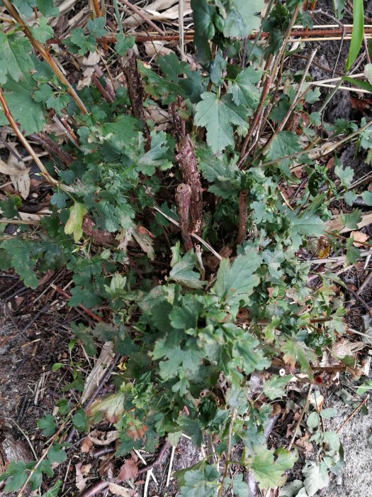 Buske med gröna blad och avklippta grenar, eventuell krusbärsplanta, i naturlig miljö.