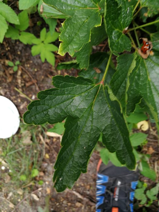 Blad av potentiell vinbärsbuske med skymt av en nyckelpiga och en person i bakgrunden.
