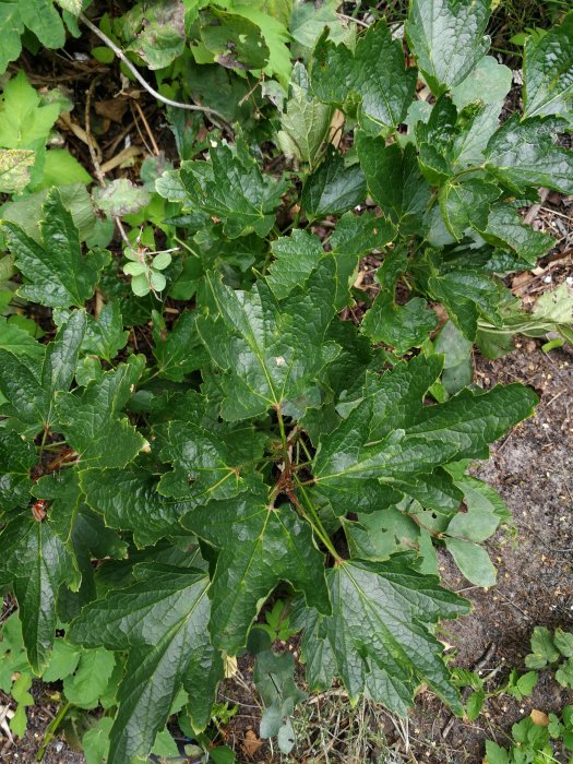 Gröna blad av potentiell vinbärsbuske med tydliga bladnerver och några skador på bladen.