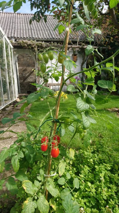 Självsådd tomatplanta i rabatt med röda och gröna tomater framför ett växthus.