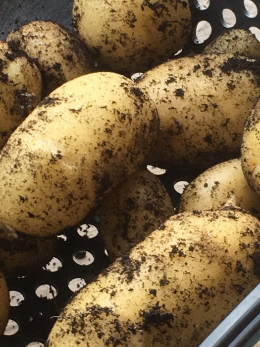 Nyskördade Gourmandine-potatisar med jord kvar på i en durkslag.