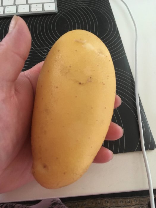 En hand håller en oval Gourmandine-potatis över en bordsyta med tangentbord.