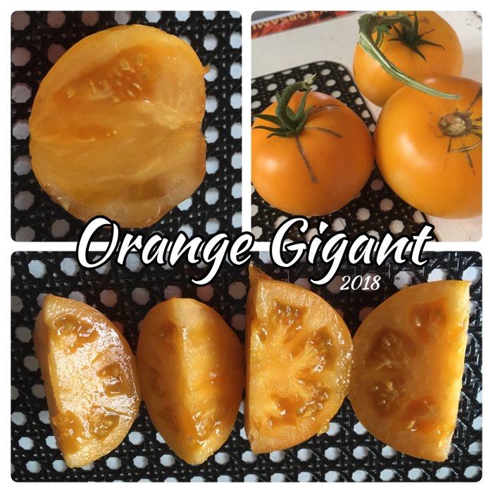Hel och skivad orange tomat sorten 'Orange Gigant' på ett mönstrat underlag med texten "Orange Gigant 2018".