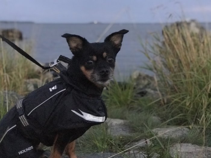 En chihuahua i hundjacka vid vatten med suddig bakgrund i skymningen.