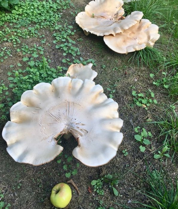 Stora svampar som liknar pizzor på en gräsmatta, med ett äpple för storleksjämförelse.