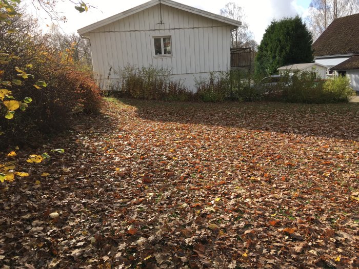 Ett stort lager av höstlöv täcker en tomt framför ett vitt hus med synliga buskar och träd.