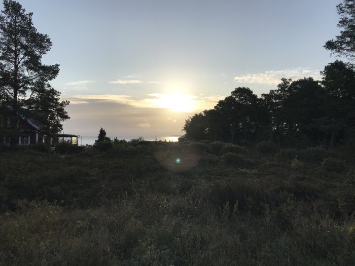 Morgonsol som skiner genom träd vid en kustlinje, med silhuett av hus och vegetation.