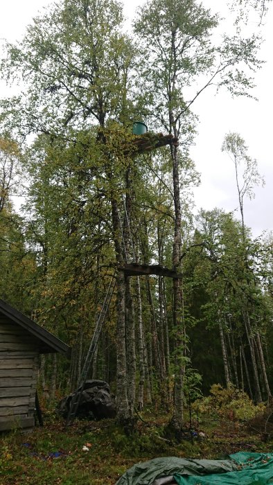 Ett vattentorn byggt högt upp mellan trädstammar i en skogsmiljö.