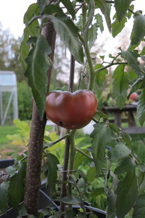 Stor tomat på planta i trädgård med växthus i bakgrunden, vikt 389 gram.