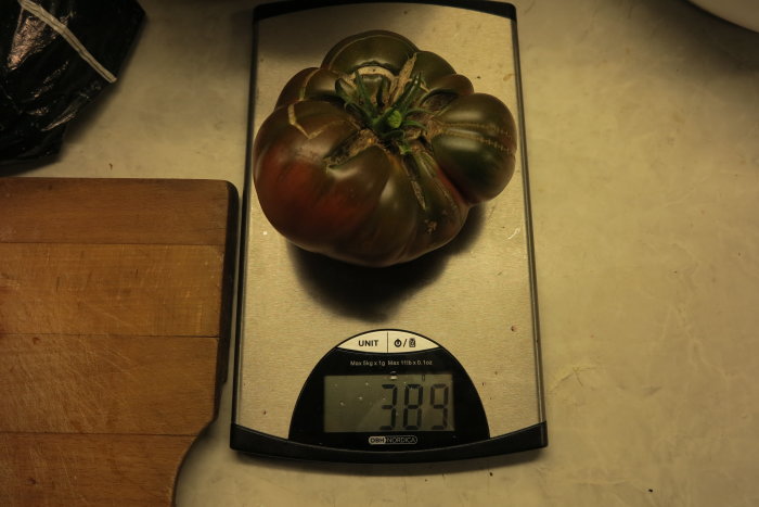Stor mörkgrön-röd tomat som väger 389 gram på en digital köksvåg.