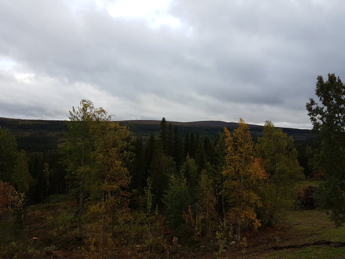 Landskap före avverkning med blandad skog i förgrunden och berg i bakgrunden under molnig himmel.