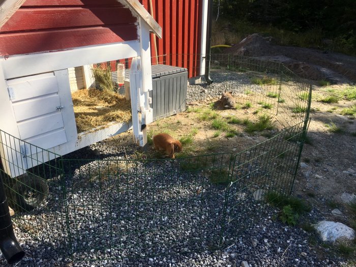 Kaninhus i vit och röd med två kaniner i hagen omgiven av kompostgaller.