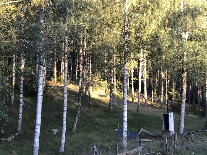 Solbelyst björkskog med en hydrofor synlig i bakgrunden på en lugn kväll.