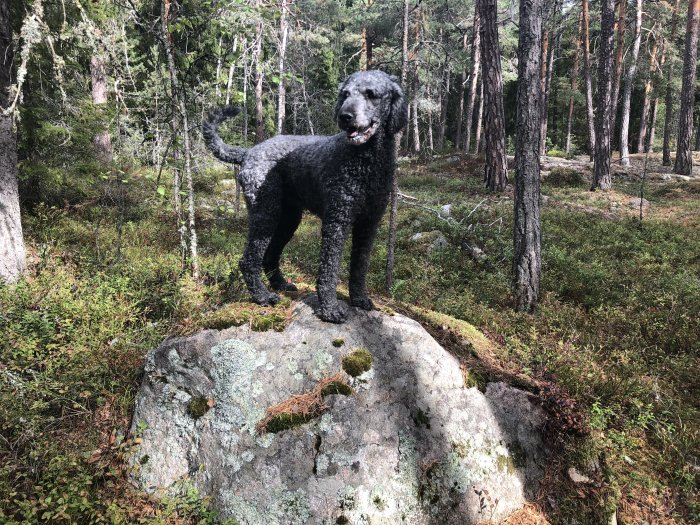 Hund som liknar ett får står på en stor sten i skogen, omgiven av träd och grönska.