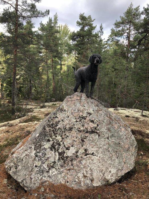 Svart pudel står på en stor sten i skogen, omgiven av tallar och ljung.