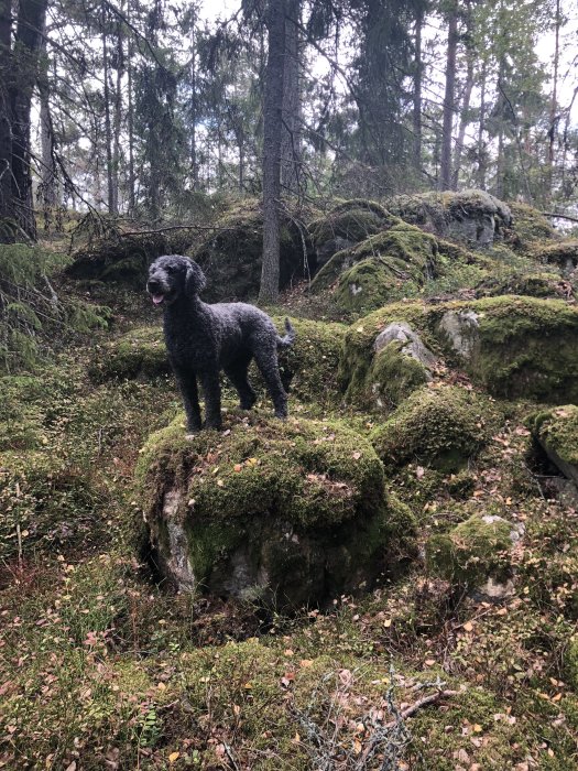 En svart hund står på en mossa-täckt sten i skogen, omgiven av träd och grönska.