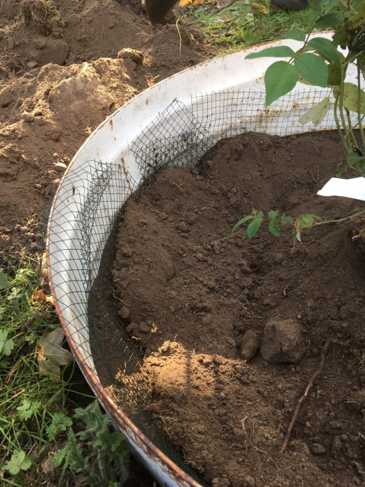 Metallnät i plantgropen för att skydda nya plantor mot gnagare med synlig klätterros och jord.