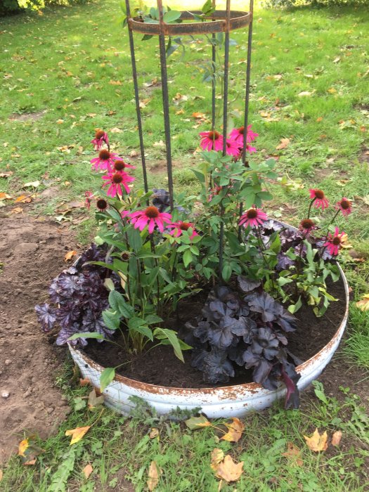 Nyplanterade rudbeckior och rödbladig alunrot i en halv metallcontainer med en klätterstöd i mitten omgivet av gräs och fallna löv.