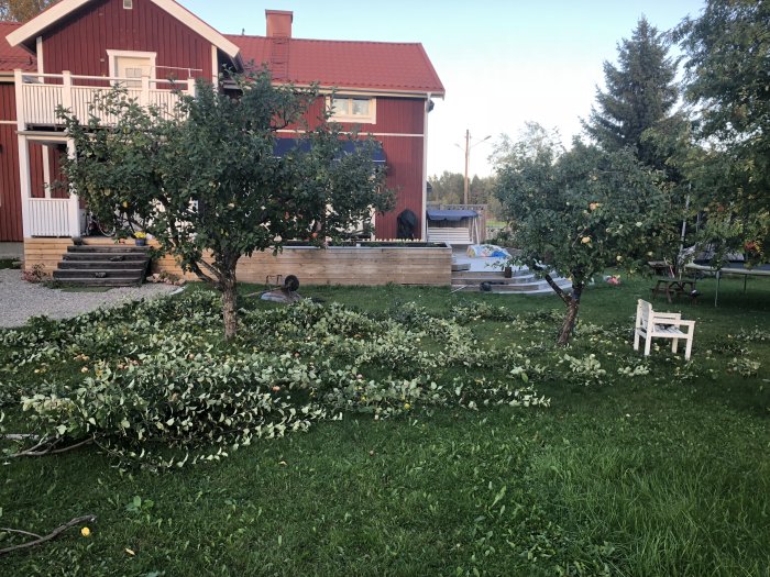 Beskurna äppelträd i trädgård med grenar och löv på marken framför ett rött hus.