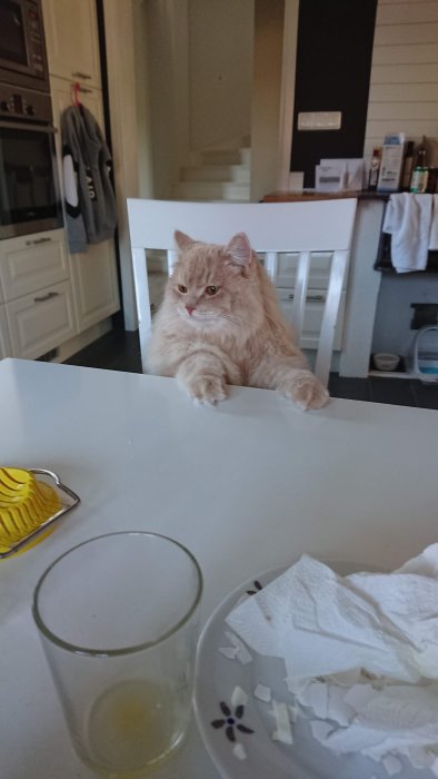 Ljust färgad katt sitter vid ett dukat köksbord och tittar på rester av frukost.