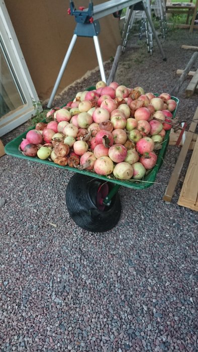 Skottkärra full av fallfrukt med punkterat hjul på grusunderlag.