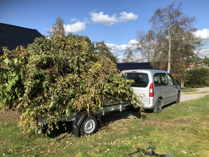 Släpvagn överlastad med löv och grenar kopplad till en liten vit bil, parkerad utomhus.