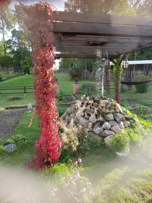 Rött höstligt vildvin klänger på en träpergola i en trädgård med stenmur och grönska.