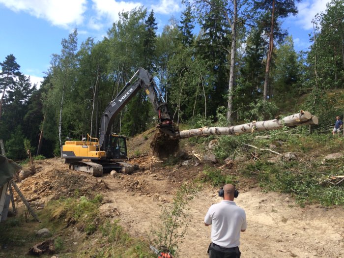 Grävmaskin som lyfter bort en stor trädstam med rötterna intakta, medan en man observerar.