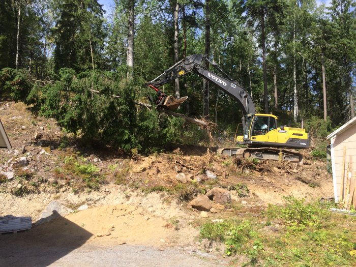 Grävmaskin som lyfter ett träd med roten i ett skogsområde nära en byggnad.