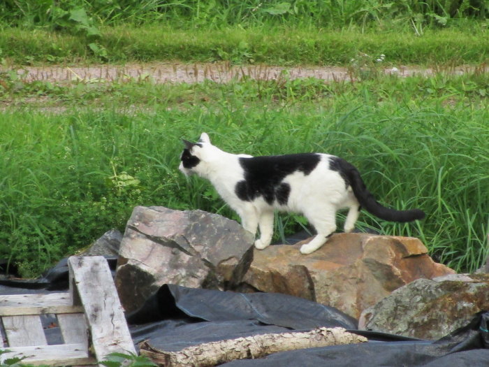 Svartvit katt står på stenar och trädgårdsbråte och spanar observant i grönt gräs.