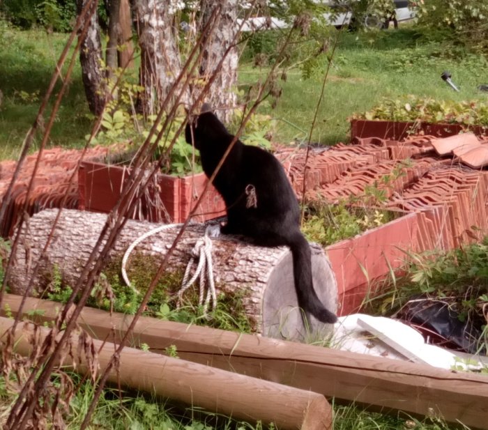 Svart katt sitter på en trädstam och spanar ut över en trädgård fylld med tegel och grönska.