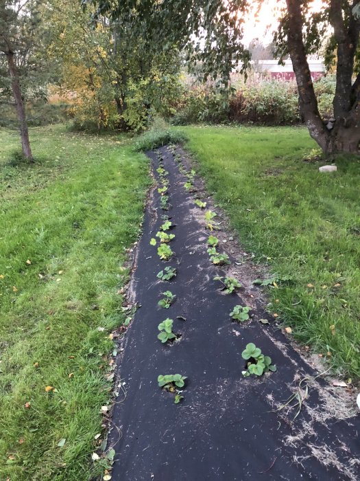 Renad jordgubbsrad med unga jordgubbsplantor planterade längs en svart markduk omgiven av gräs och träd i skymningen.