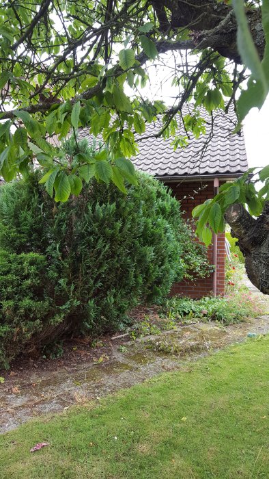 Före-renoveringsbild av en trädgård med växande buskar och ett litet tegelhus i bakgrunden.