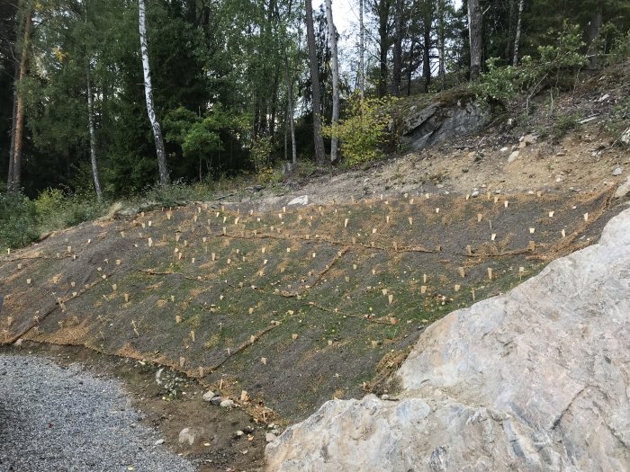 En nyligen stabiliserad slänt med erosionsmattor och inplanterade tillväxtpinnar.