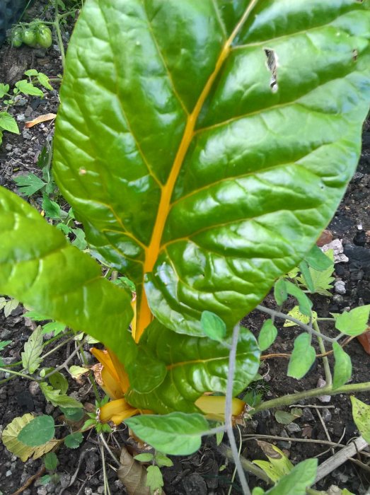 Stor mangoldplanta med lysande gul stjälk och frodiga gröna blad i en trädgårdsbädd.