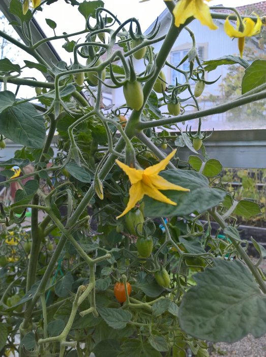 Odjuren gröna och mognande tomater på en planta med gula blommor i ett växthus.