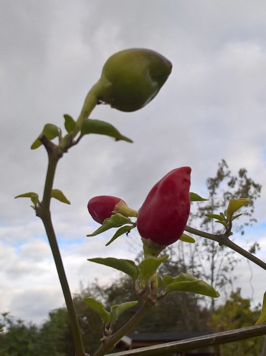 Röda och gröna chilifrukter på en gren med klar himmel i bakgrunden.