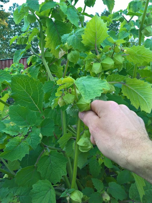 Hand som håller i en gren med mogna Physalis frukter omgivna av gröna blad.