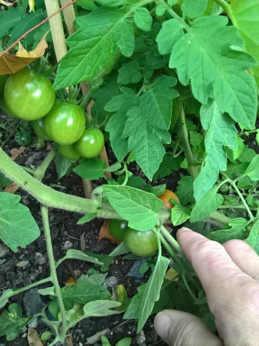 En hand som pekar på gröna tomater på en planta i en trädgård med tecken på frost.
