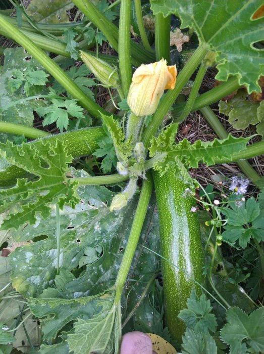 Frosttålig squashväxt med saftig grön frukt och blomma i ett trädgårdsland.