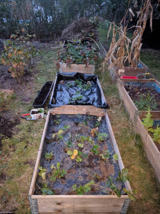 Trädgårdsland med olika lådor planterade med jordgubbsplantor av sorter som Sonata och Honeoye.